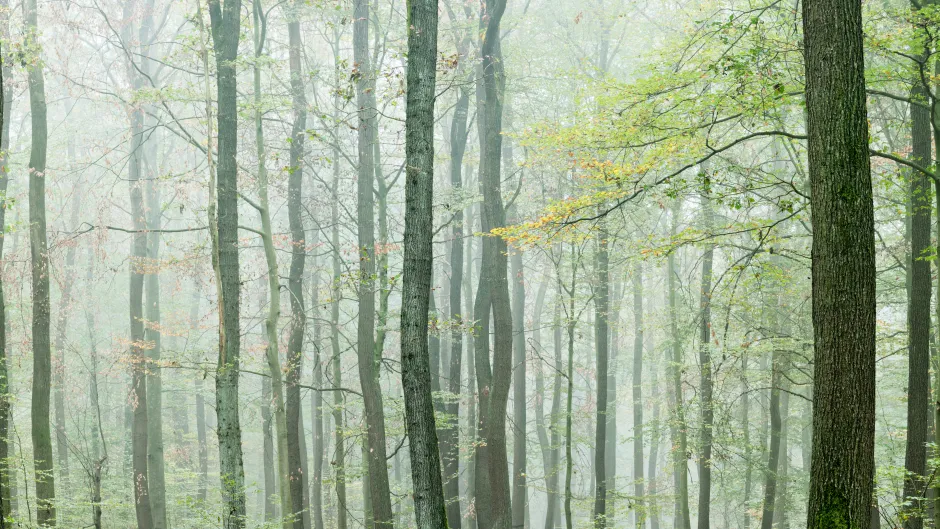 Buchenwald im Herbst